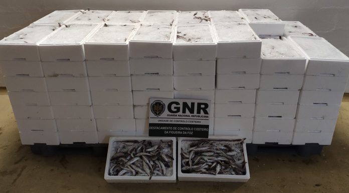 Apreensão de mais de 700 quilos de pescada subdimensionada na Nazaré