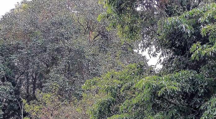 Há pessoas a viver em tendas no Parque e Mata