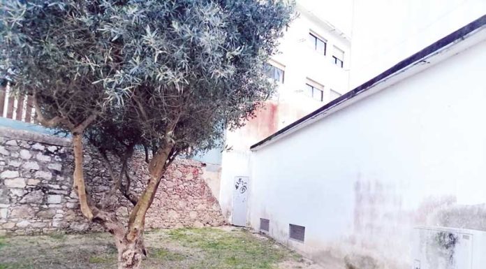 Ratos perto da Segurança Social causam alarme