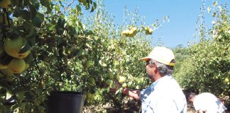 Colheita de pera rocha começa no final de agosto na região Oeste