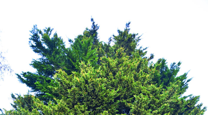 Alunos do 2º ciclo vão ter Festa da Árvore