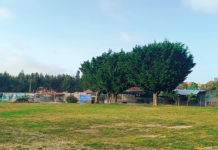 Associação CRAPAA celebra um quarto de século com dinâmica